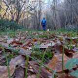 I pellegrini cammineranno ancora per 16 chilometri prima di arrivare a Martina Franca, all�interno della �Riserva naturale regionale orientata� nel Bosco delle Pianelle, tra lecci, roverelle e corbezzoli